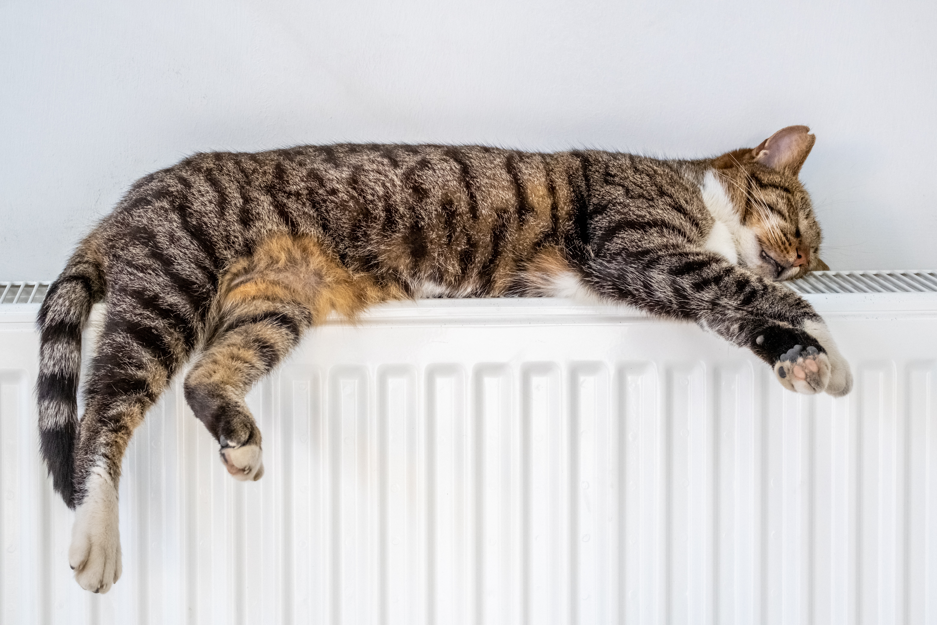 Kat, der ligger på en varmeapparat.